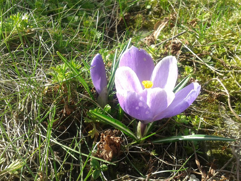 Góralski Domek alpejski